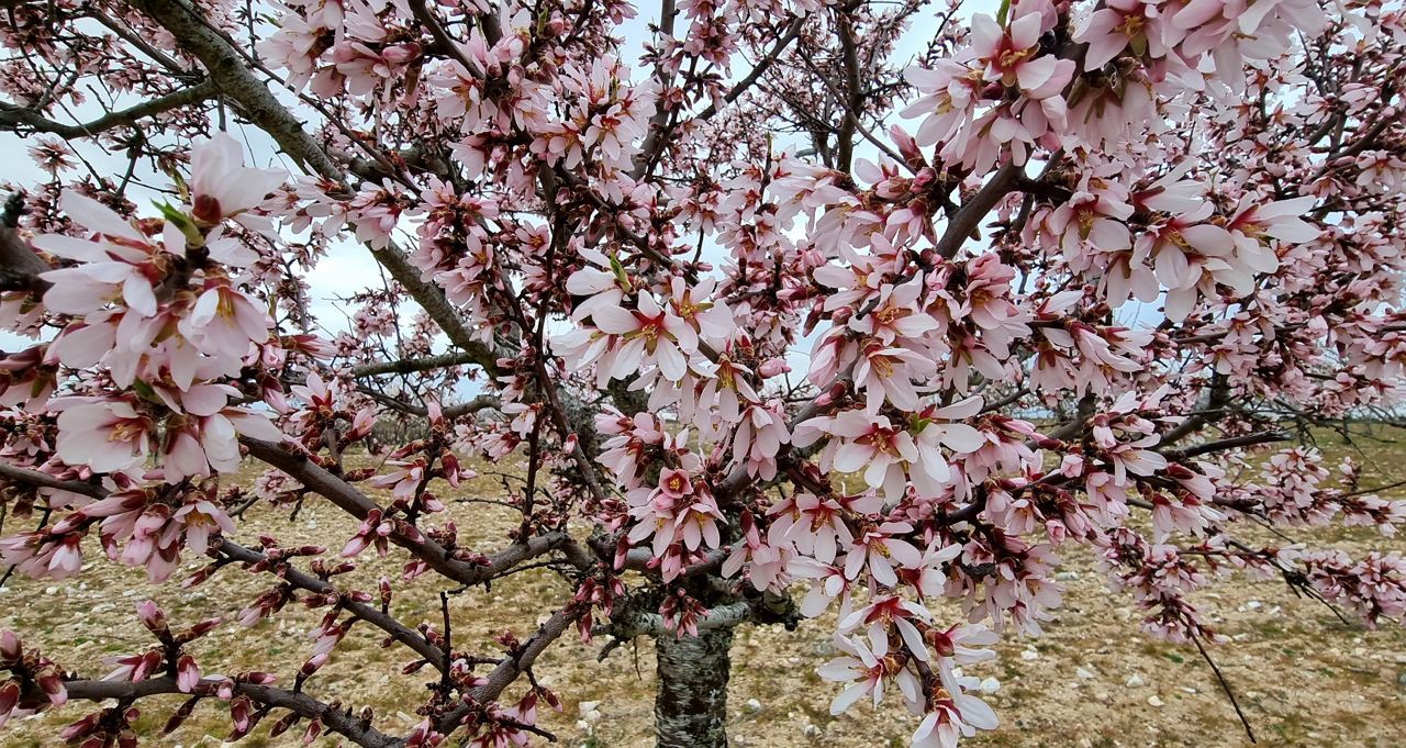 Produção de amêndoa com quebras a rondar os 50% em Trás-os-Montes devido ao frio