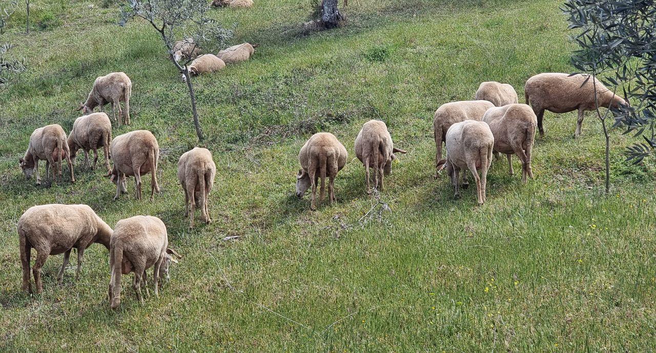 Aumento dos preços e seca levam pastores do Planalto Mirandês a desistir da atividade