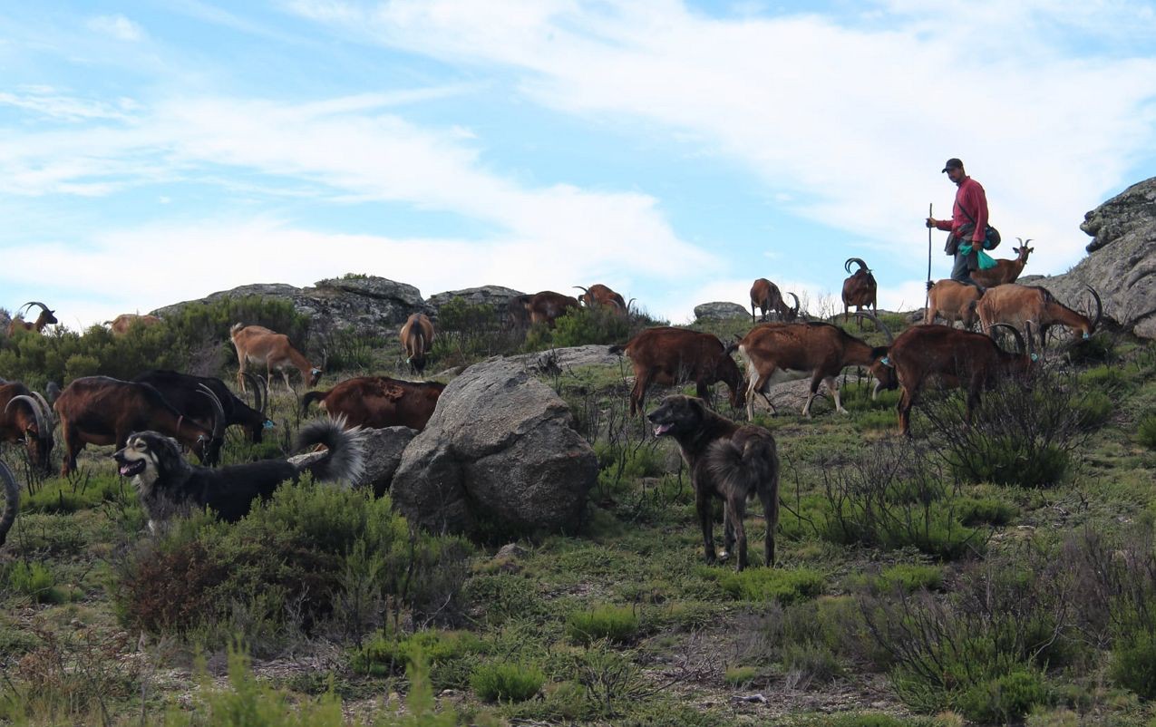 Criadores de gado já combatem as alterações climáticas na serra do Alvão