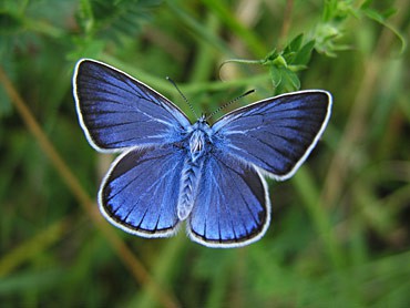 Conservação da borboleta azul