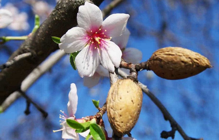 Freixo vai apostar na Feira da Amendoeira em Flor com uma imagem revitalizada