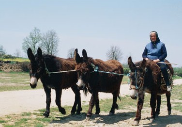 Associação acolhe burros