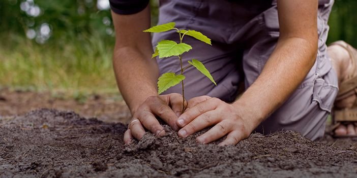 Plantação de árvores assinala o Dia da Floresta Autóctone