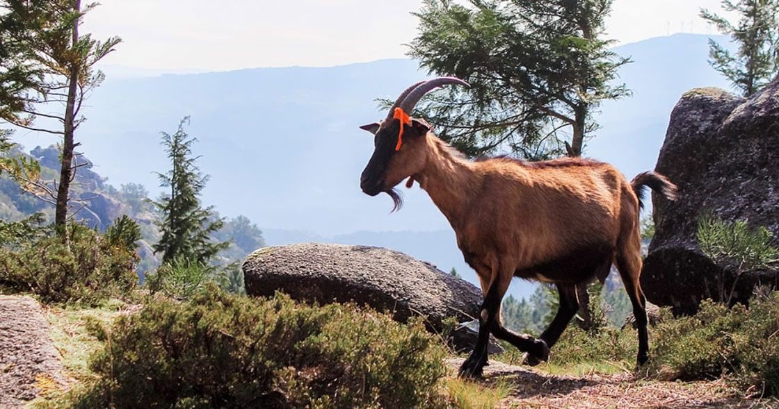 Em Boticas há 1.500 cabras e ovelhas a ajudar a prevenir incêndios rurais