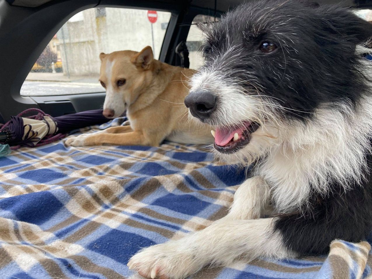 Cão desaparecido há dez meses regressa a casa graças ao chip