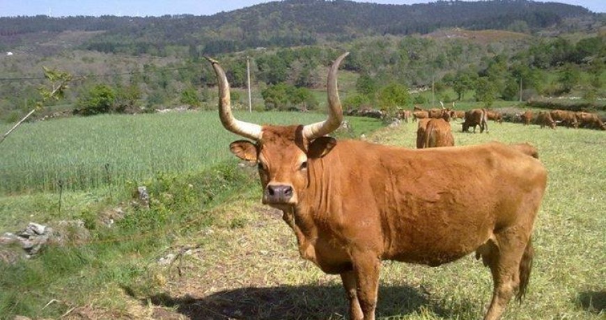 Câmara atribui 140 mil euros de apoio aos produtores de raça barrosã