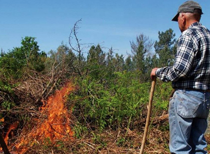 Homem foi constituído arguido por Incêndio florestal teve “origem numa queima"