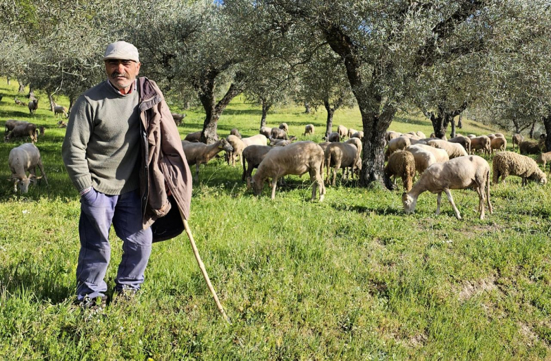 Produtores de ovinos de raça mirandesa queixam-se das fracas vendas na Páscoa