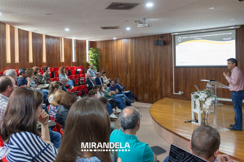 Projeto BeeLand quer preservar as abelhas e recuperar estatuto do mel em Portugal