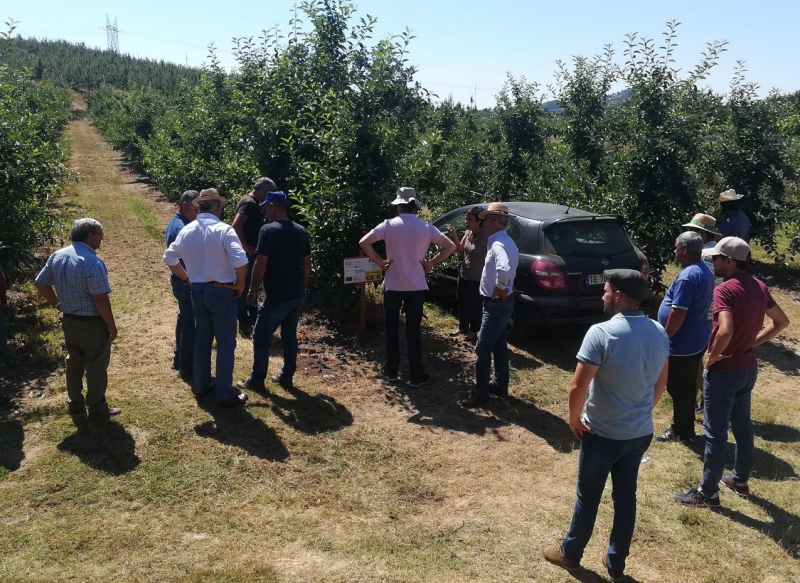 Produtores de maçã de Carrazeda pedem apoios para sistemas anti-granizo