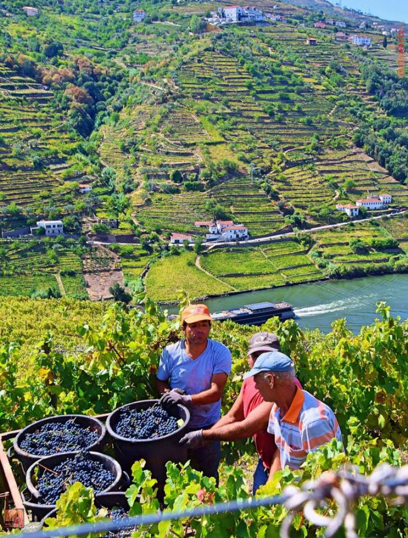 Falta de trabalhadores para a vindima é problema que se agrava no Douro