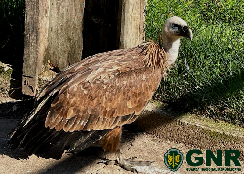 Grifo em cativeiro encontrado pela GNR