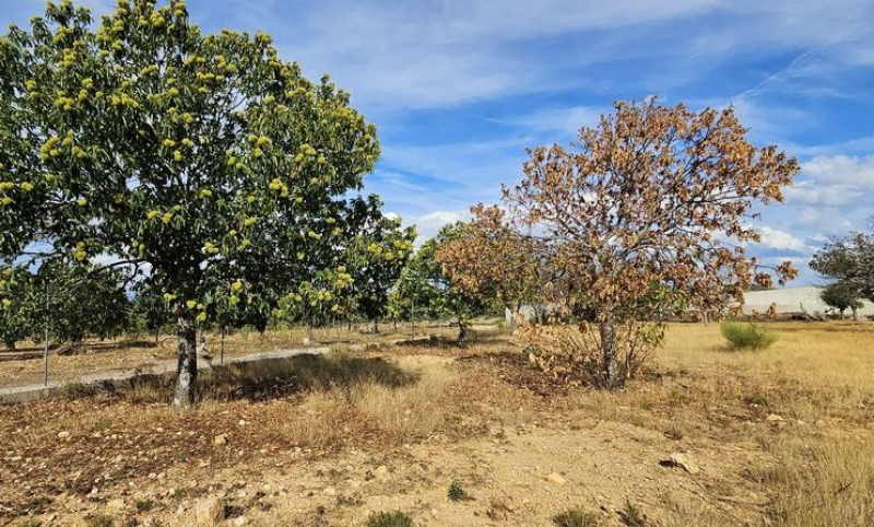 Quebra de produção de castanha pode atingir os 70 a 80% em Valpaços