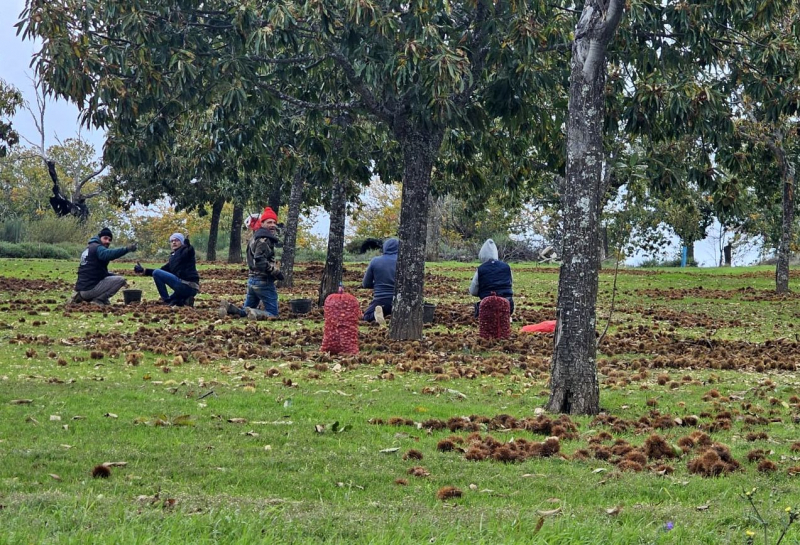 Anos consecutivos de quebra de castanha alarmam produtores de Valpaços