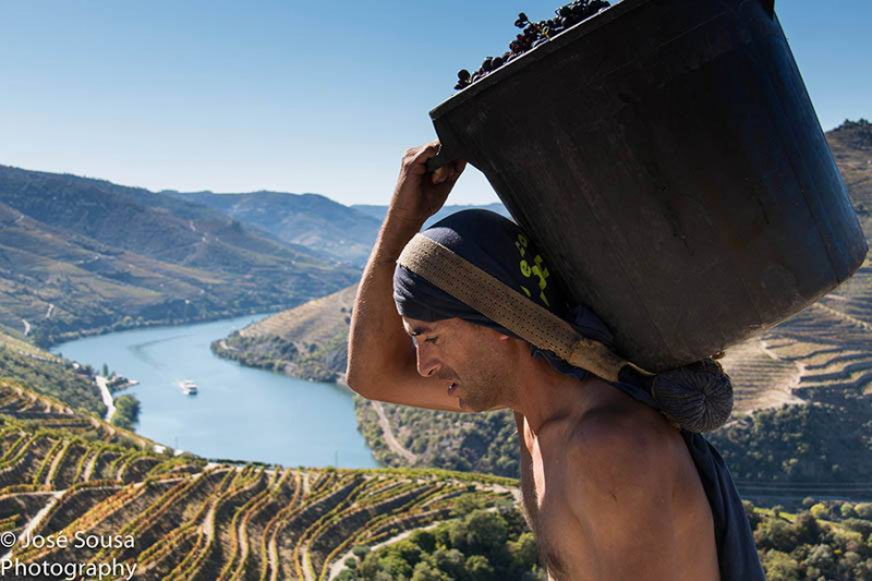 Prémio Vinha Douro entregue a 14 de dezembro em Mesão Frio