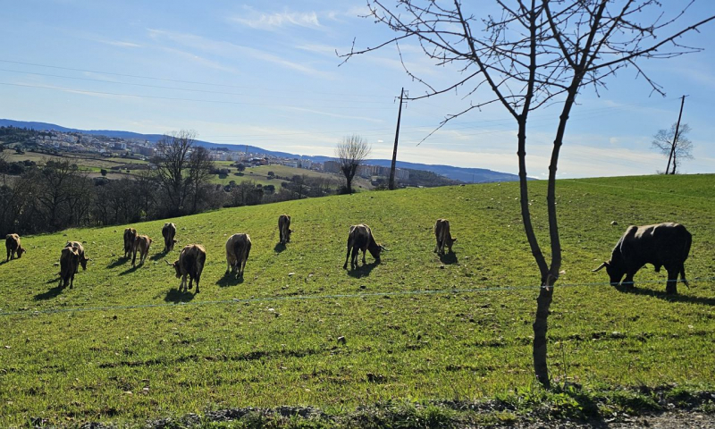 Bragança vai comparticipar despesas com sanidade animal de mais de 30.000 animais