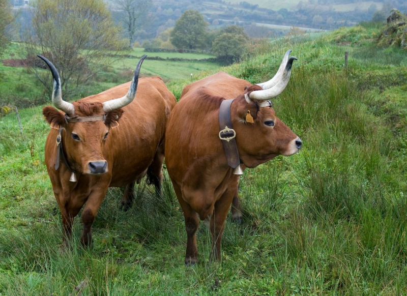 Boi do povo recordado em museu na aldeia de Vilar de Perdizes em Montalegre