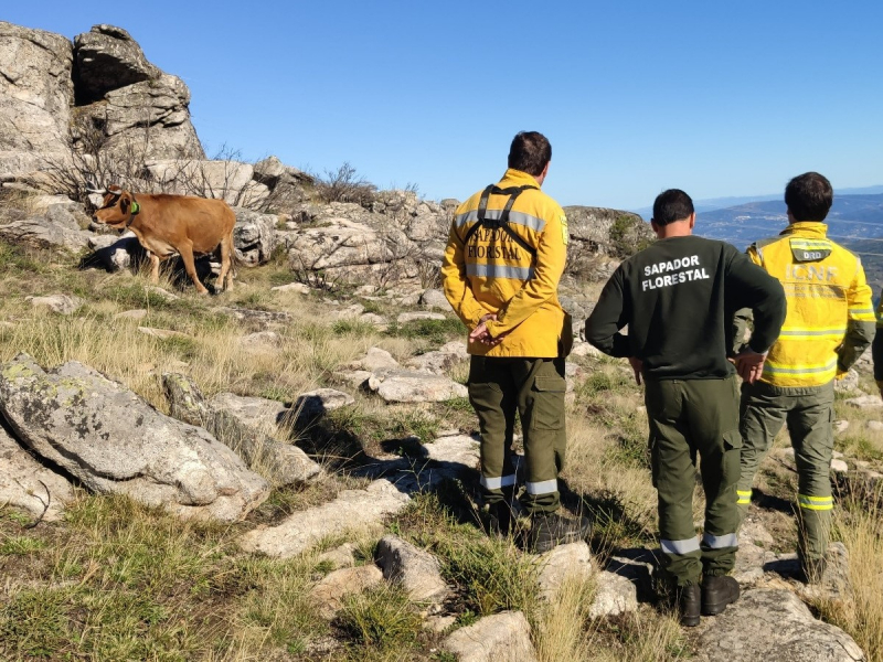 Impossível concluir que bovinos morreram devido a ataque de abutres em Mogadouro - ICNF