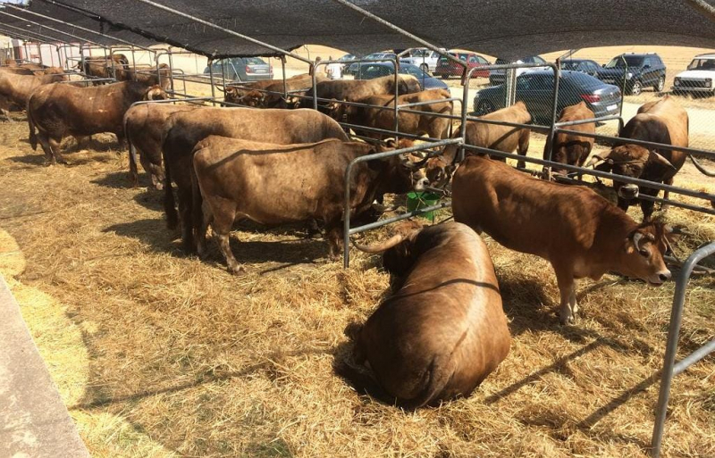 Município de Miranda e criadores promovem concurso de bovinos mirandeses