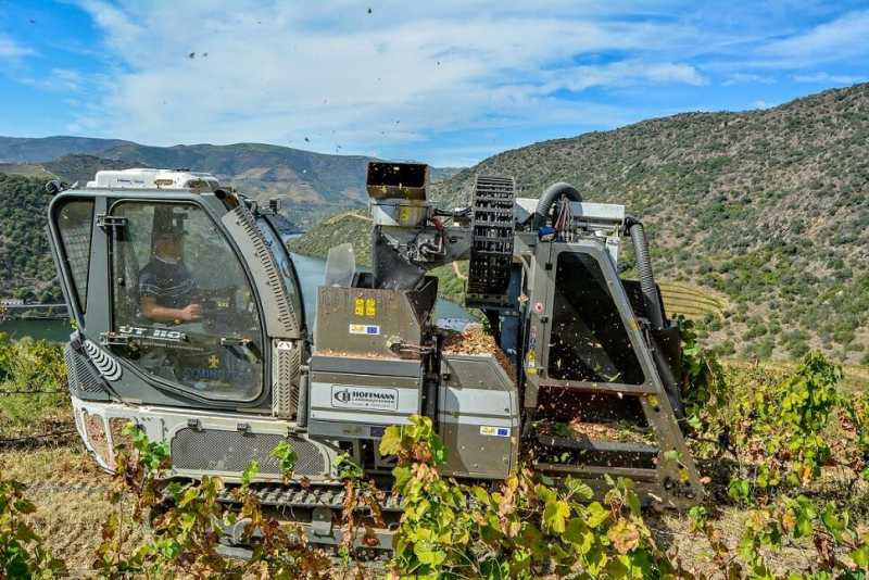 Viticultores do Douro tentam arranjar compradores para a uva antes da vindima