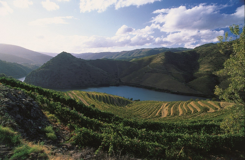 Melhores sommeliers do mundo  partem à descoberta do Douro