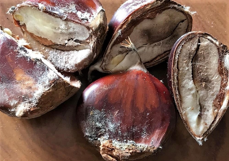 Produtores de castanha da Terra Fria preocupados com ataques de fungos