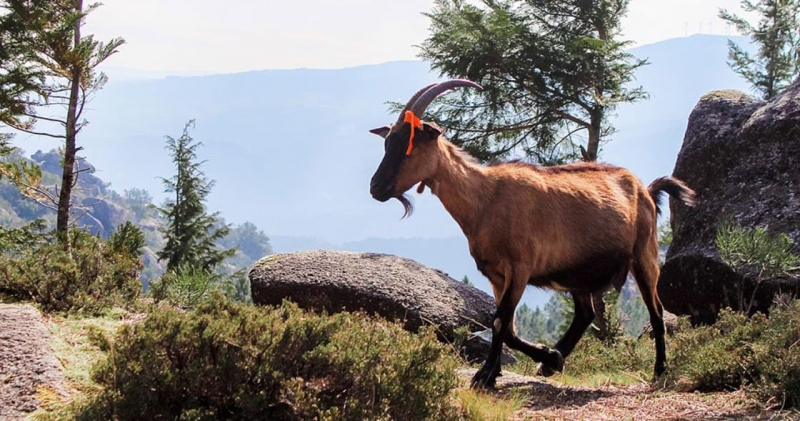 Em Boticas defende-se a continuidade do programa “Cabras Sapadoras”