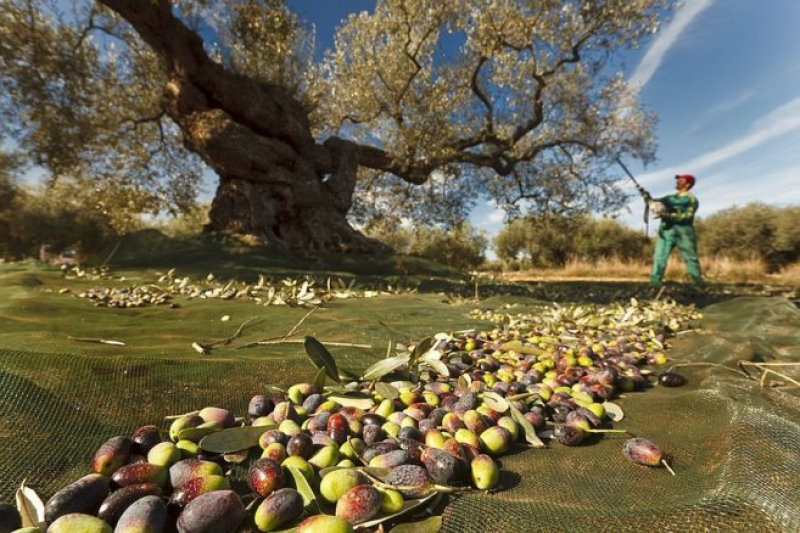 Comemorações do Dia Mundial da Oliveira a 26 de novembro