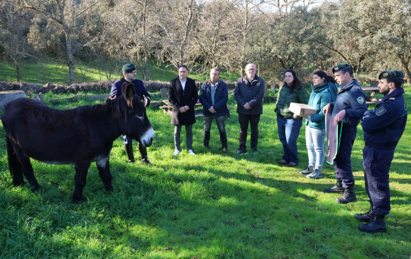 Comando da GNR de Bragança apadrinhou um burro mirandês