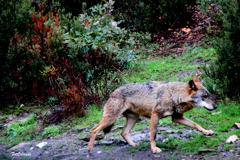 Censo nacional revela que a presença do lobo decresceu em 20 anos