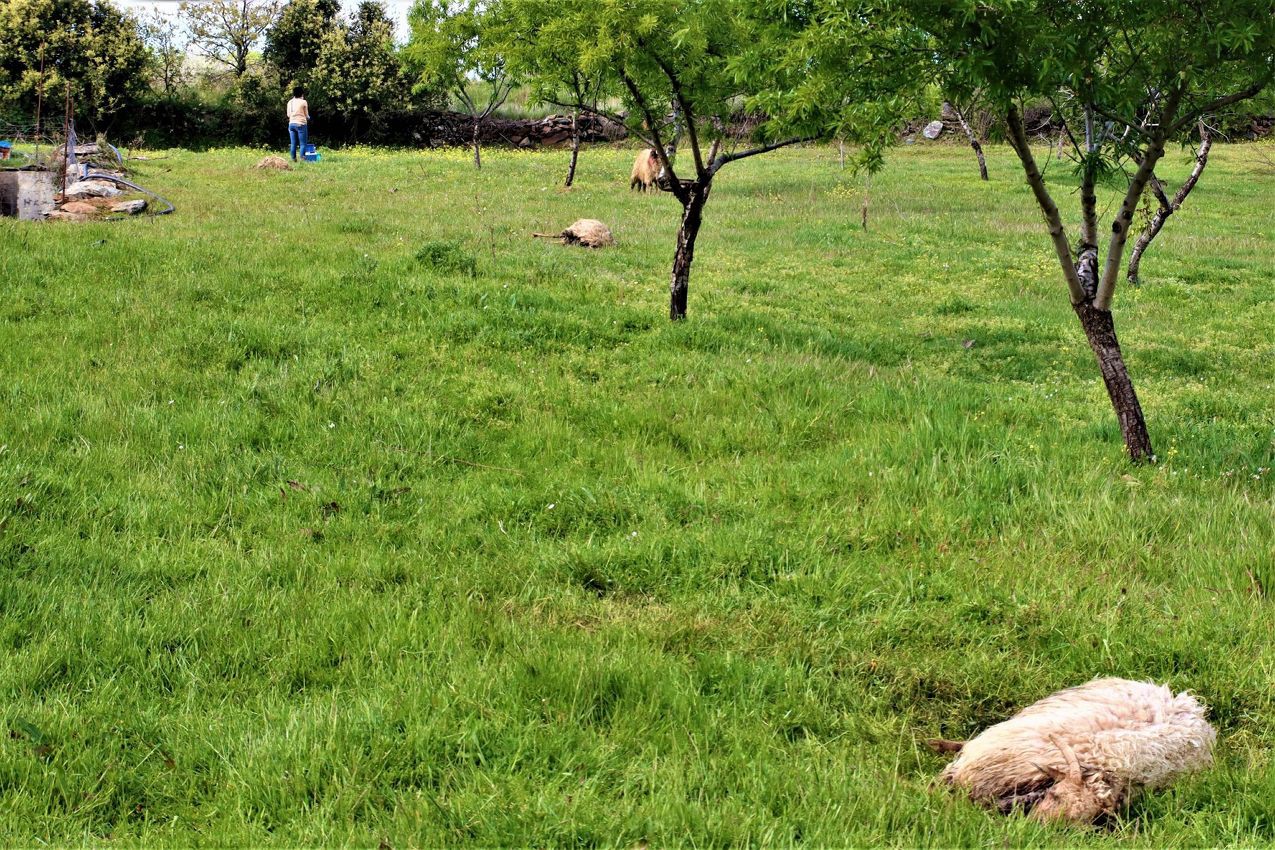 Ataque de cães vadios matou cinco ovelhas e feriu gravemente sete em Mogadouro