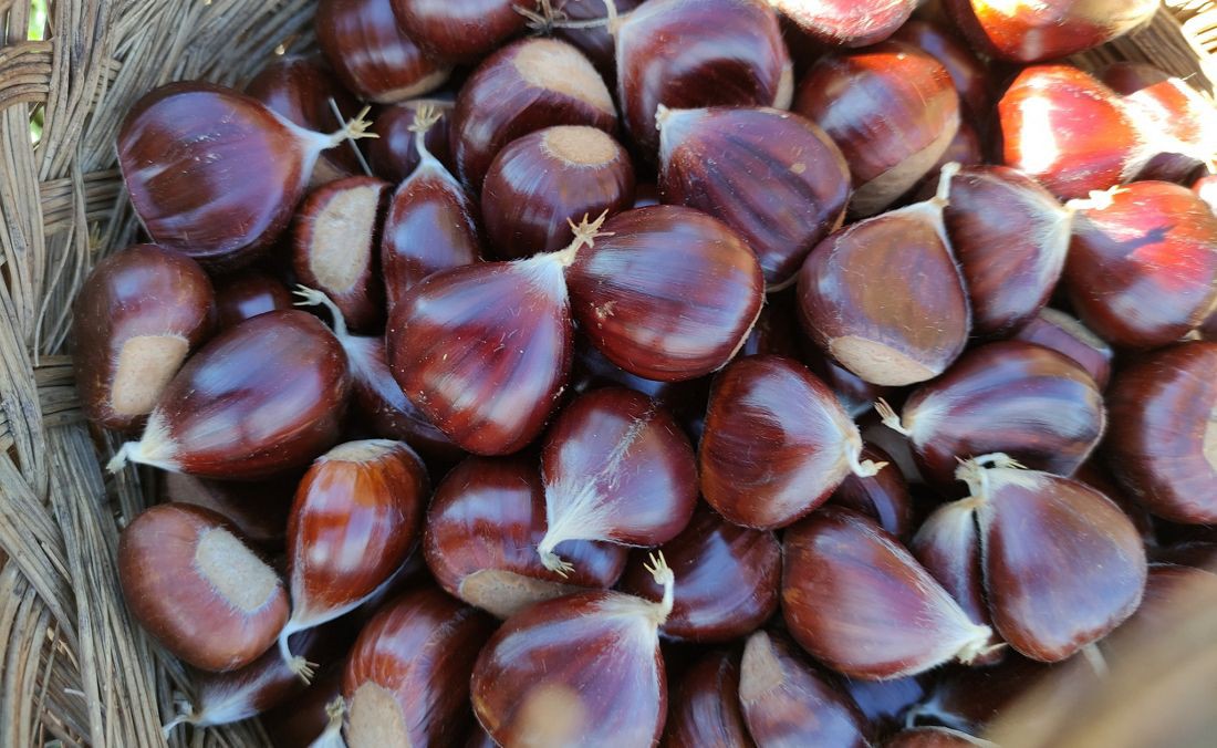 Câmara de Bragança pede ação das autoridades contra roubo de castanha