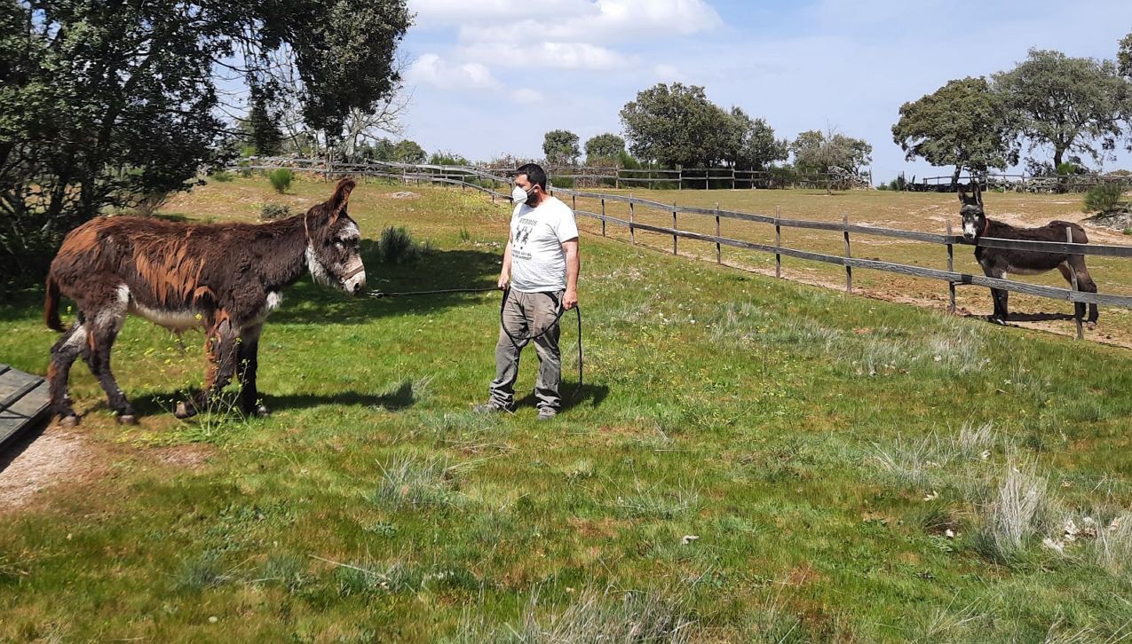 Investigadores criam fórmula “específica” para pesar burro de Miranda