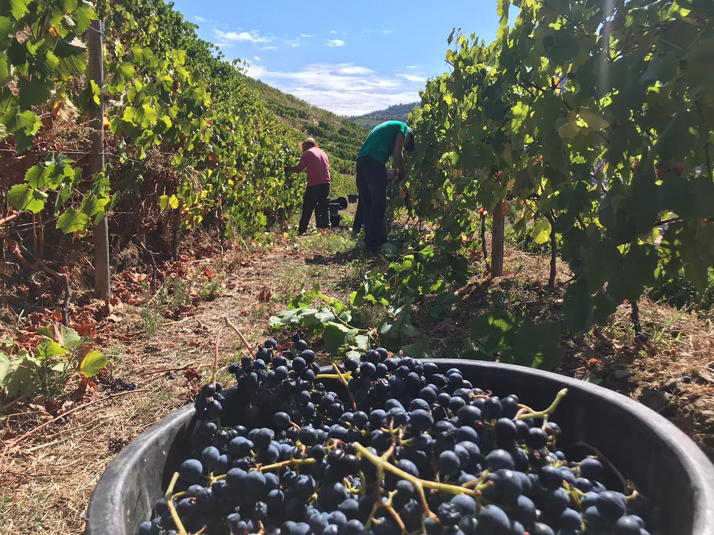 Federação Renovação Douro contra esvaziamento das direções regionais de agricultura