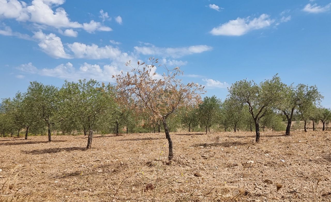 Previsão de quebras de 40% na produção de azeitona em Trás-os-Montes