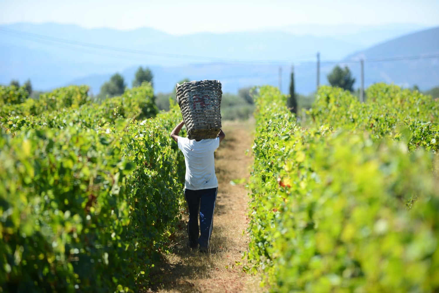 Quinta adapta programa de vindima para não fechar Douro no ponto alto