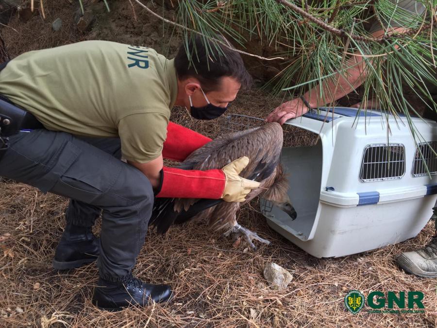 GNR resgatou um grifo ferido devido a embate com cabos metálicos