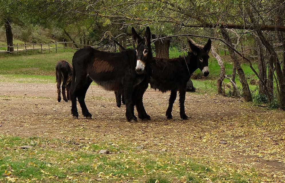 Brigada Florestal Animal limpa mato nos lameiros do Planalto Mirandês