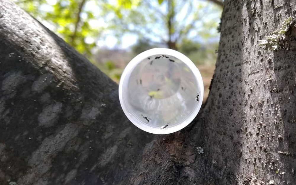 Trás-os-Montes com mil largadas do inseto que combate a vespa das galhas do castanheiro