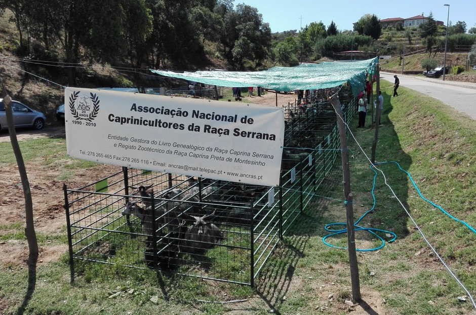 Onda de solidariedade esgotou cabrito serrano para a Páscoa