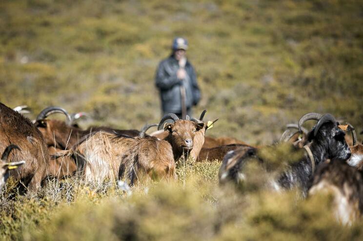 Dois acusados de explorar um pastor durante sete anos