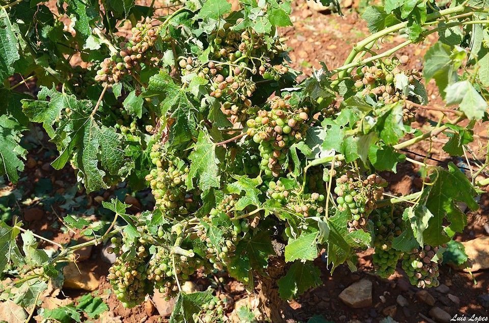 Governo cria linha de crédito para agricultores lesados pelo granizo