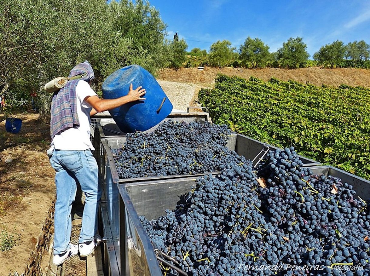 Douro inicia vindimas e estima aumento de produção de 30%