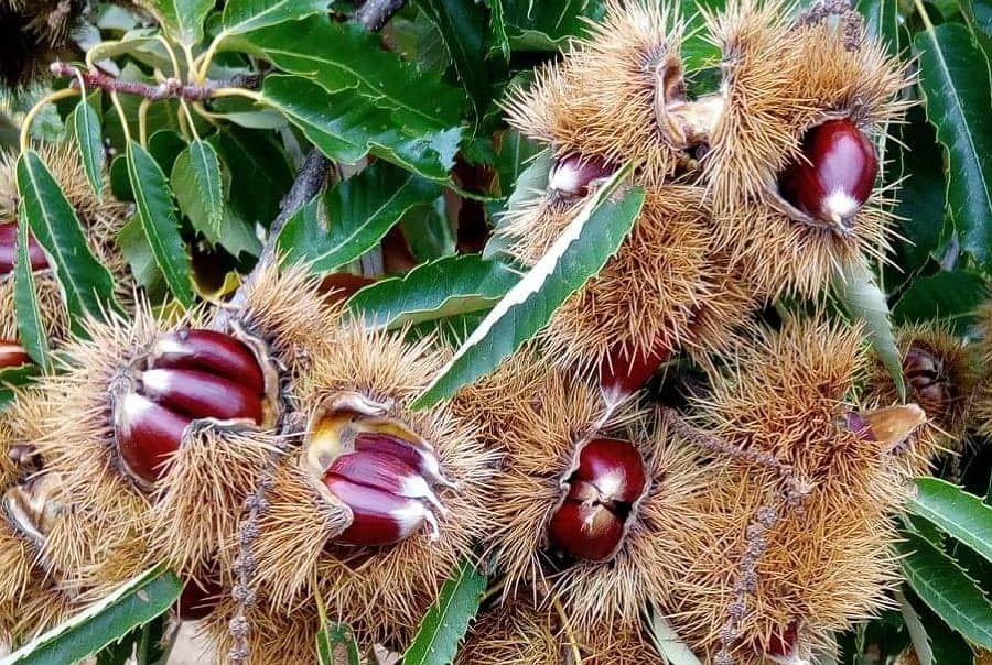 Três detidos por furto de 70 quilos de castanhas em Bragança