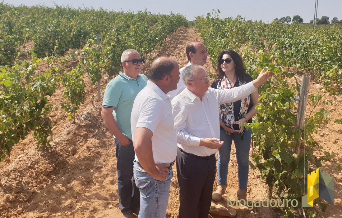 Vitivinicultores de Mogadouro  podem pedir apoio até 31 de agosto