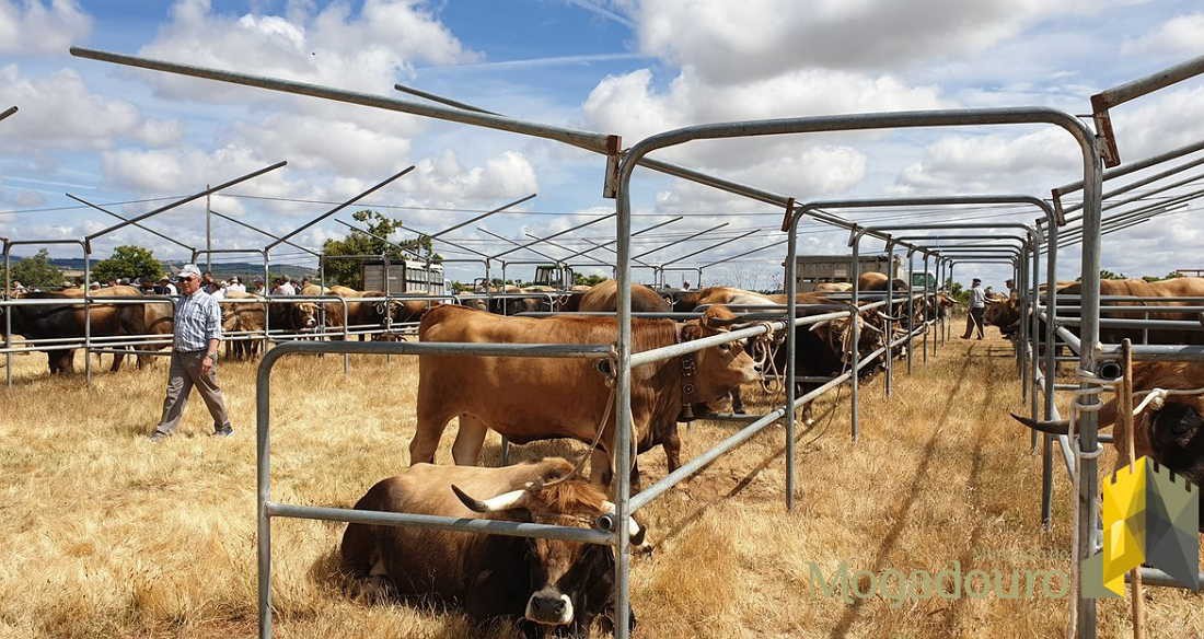 Mogadouro passa para 75% comparticipação despesas de sanidade animal