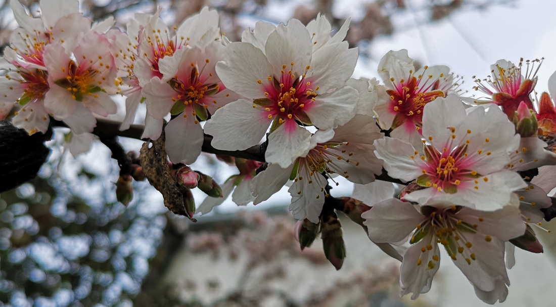 Amendoeiras em Flor espectáculo da natureza