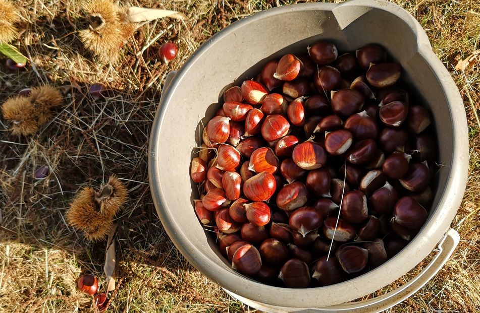 Três pessoas foram detidas por furto de castanhas em Edral