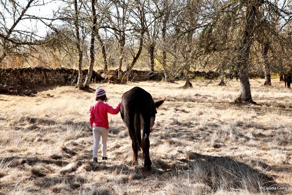 Centro de Acolhimento pede voluntários para cuidar de burros