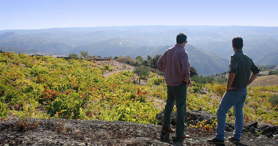 Jovens empreendedores apostam em vinhas velhas no Mogadouro